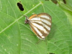 Arawacus separata