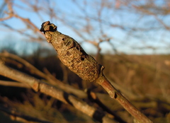 Pseudoneuroterus macropterus