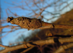 Pseudoneuroterus macropterus