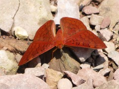 Emesis mandana