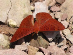 Emesis mandana