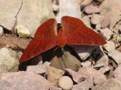Emesis mandana