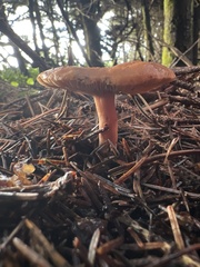 Lactarius luculentus