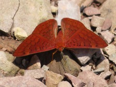 Emesis mandana