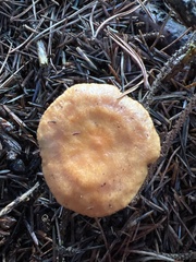 Lactarius luculentus