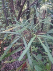 Pseudopanax