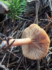 Lactarius luculentus