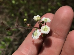 Spiraea prunifolia