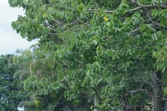 Bridelia micrantha