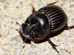 Copris hispanus hispanus