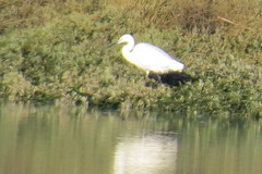 Egretta garzetta