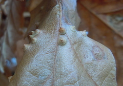 Janetia cerris