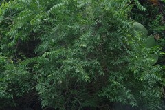 Sclerocroton integerrimus
