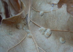 Janetia cerris