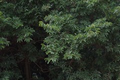 Bridelia micrantha
