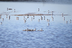 Charadrius alexandrinus