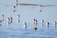 Charadrius alexandrinus
