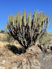 Myrtillocactus schenckii