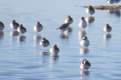 Charadrius hiaticula