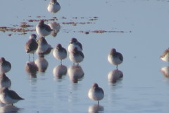 Charadrius alexandrinus