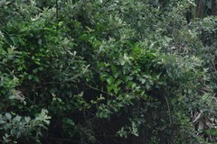 Smilax anceps