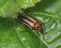 Brachysomida bivittata