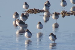 Charadrius alexandrinus