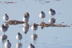 Charadrius alexandrinus