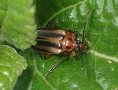 Brachysomida bivittata