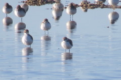 Charadrius alexandrinus