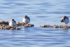 Charadrius alexandrinus