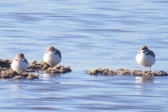 Charadrius alexandrinus