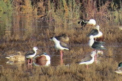 Himantopus himantopus