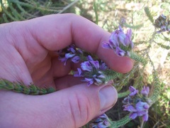 Aspalathus cephalotes