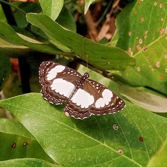 Neptis serena serena