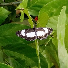 Neptis serena serena