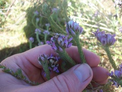 Aspalathus cephalotes