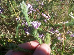 Aspalathus cephalotes