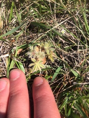 Lupinus densiflorus densiflorus