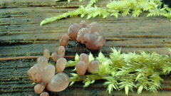 Tremella globispora