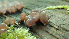 Tremella globispora