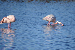 Phoenicopterus roseus