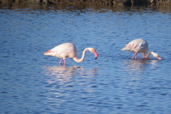 Phoenicopterus roseus