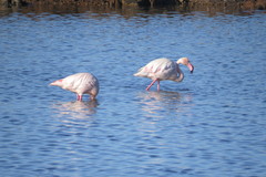 Phoenicopterus roseus