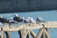 Chroicocephalus ridibundus