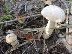 Leccinum percandidum