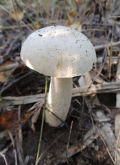 Leccinum percandidum