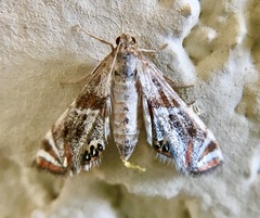 Petrophila jaliscalis