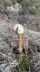 Battarreoides diguetii