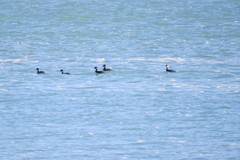 Podiceps nigricollis